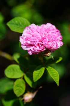 Pink climbing rose in full bloom with layered petals and green foliage against a soft, blurred background.