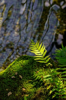 Bright green fern fronds emerging from moss-covered tree bark with soft directional sunlight.