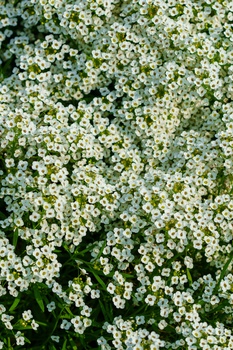 Dense mass of small white flowers with green foliage creating a full, textured botanical composition.