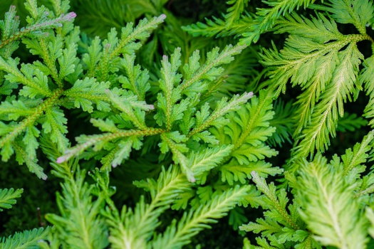 Layered fern and feathery foliage in varying shades of green, photographed from above.