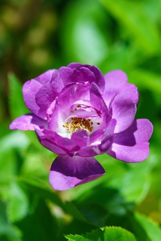 Purple peony flower with layered petals and yellow stamens, photographed against a soft green bokeh background.