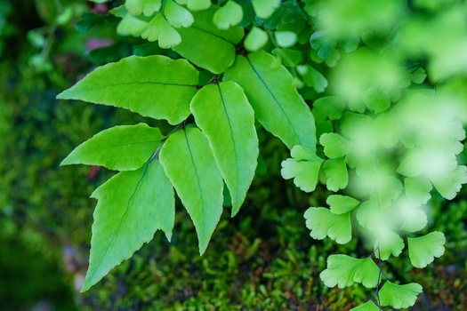 Close-up of layered green leaves with selective focus and blurred foliage background.