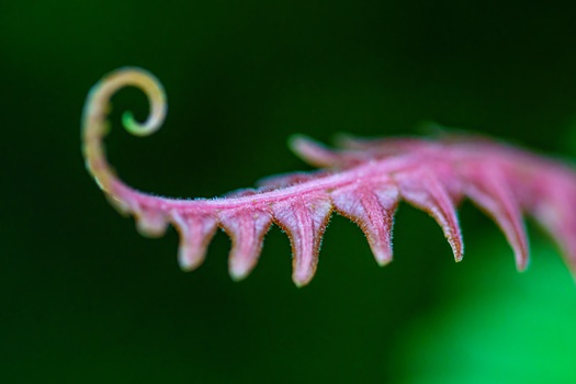 Pink and purple fern frond with curled tip against blurred green background.