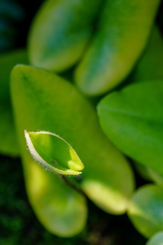 Bright green succulent leaves with translucent edges and soft backlighting, one leaf in sharp focus in the foreground.