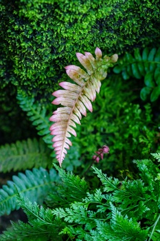 Delicate pale fern frond unfurling among vibrant green moss and fern foliage in a forest floor setting.