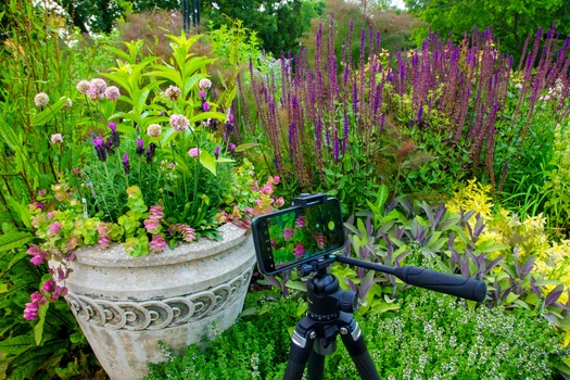 Camera on tripod pointed at ornate garden planter with pink flowers and purple salvia in background.