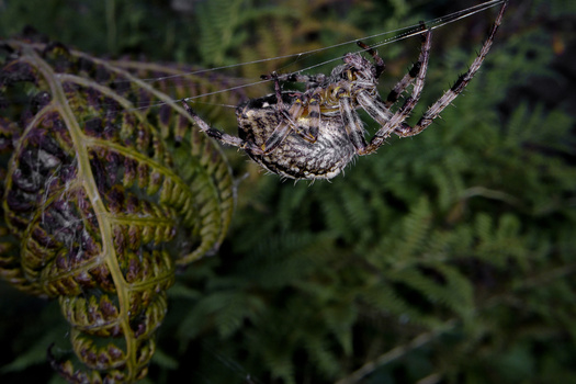 Camouflaged spider hanging upside down on its web among fern leaves.