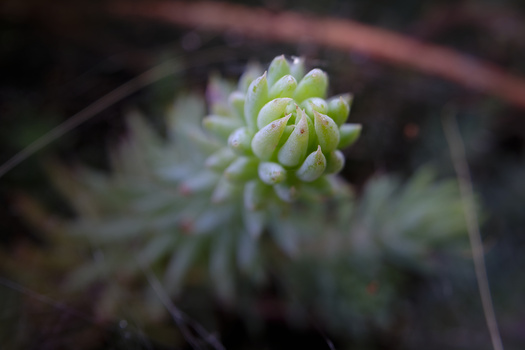 Close-up of pale green succulent flower buds clustered in a tight, rounded formation.