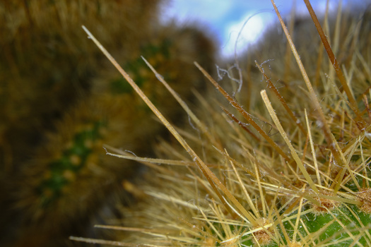 Dried grass and plant stems in sharp focus with blurred background and sky.