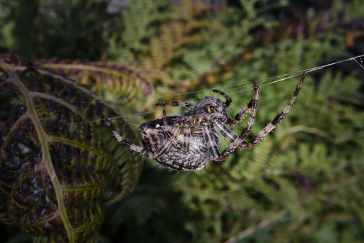 Spider hanging upside down on its web among fern fronds in natural woodland setting.