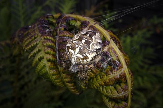 Macro photograph of an insect with segmented green and purple body and silvery patterned wings perched on moss-covered vegetation.
