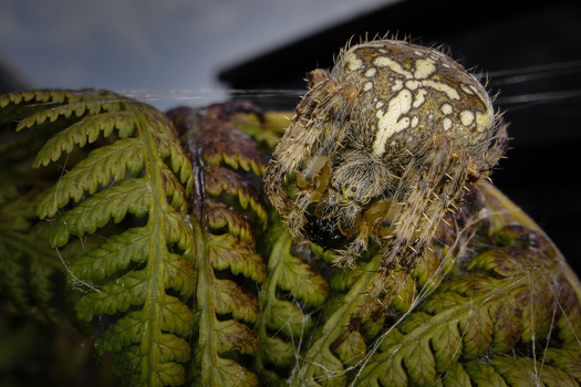 Hairy spider perched on green fern fronds with lichen-covered texture.