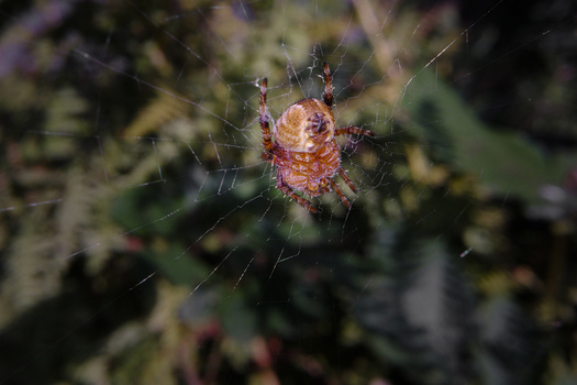 Brown orb-weaver spider centered on its web with blurred green foliage background.