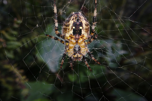 Orb weaver spider centered on its web with dappled natural light filtering through foliage.