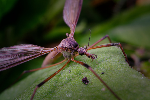Purple dragonfly perched on a green leaf with water droplets visible in natural light.