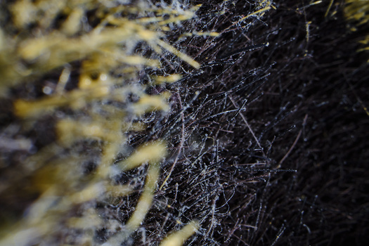 Macro photograph of spider web covered in water droplets against dark and light textured surfaces.