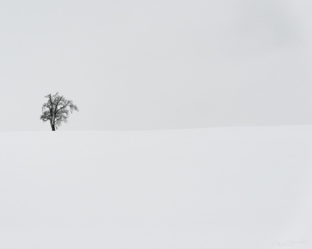 Solitary bare tree standing in snow-covered landscape under overcast sky.