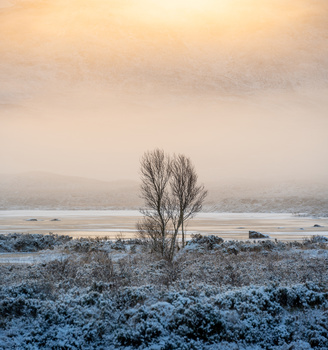 Solitary bare tree standing in frost-covered field with misty river and overcast sky at dawn.