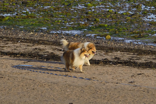 Small fluffy dog standing on sandy beach with rocky shoreline and moss-covered rocks in background.