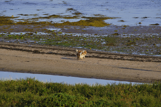 Brown bear walking along a sandy beach at low tide, with kelp-covered rocks and tidal pools visible in the background.