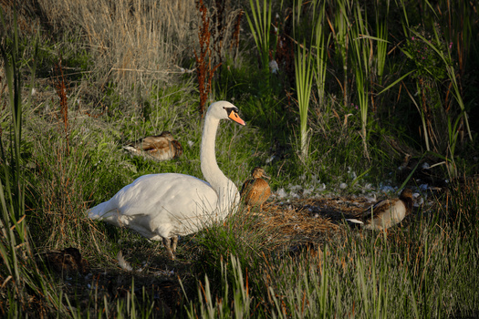White swan with brown cygnets among tall marsh grasses and reeds in natural wetland habitat.
