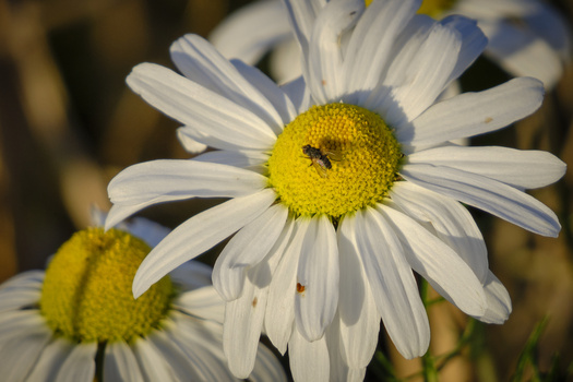 White daisy flowers with yellow centers, one in sharp focus with a bee collecting pollen.