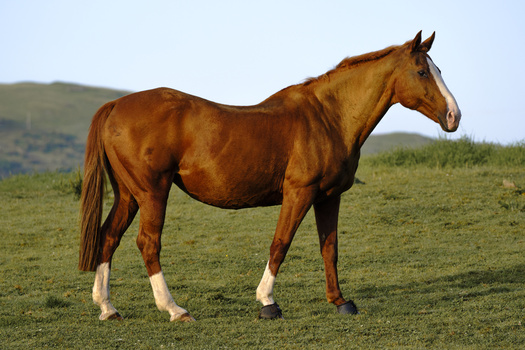 Bay horse standing in profile on grassland with rolling hills in soft background light.