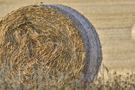 Round hay bale with golden straw in a harvested field under bright sunlight.