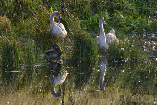 Two white swans and a darker waterfowl among tall reeds reflected in still water.