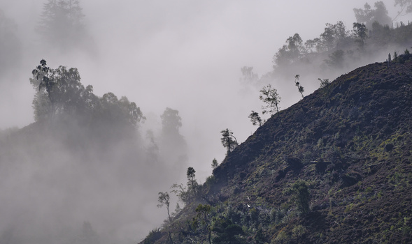 Misty mountain landscape with forested hillside and scattered trees emerging from fog.