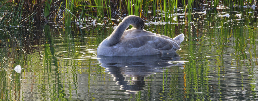 Gray waterfowl preening in shallow water surrounded by green aquatic vegetation and reeds.