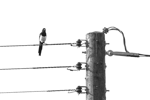 Black and white photograph of a bird perched on a wire attached to a wooden utility pole with three horizontal power lines.