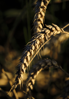 Dried grass seed heads lit by golden side light, creating sharp shadows and textural detail.