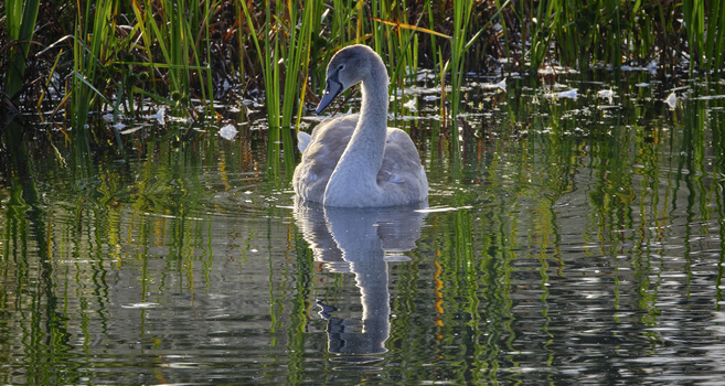 Young swan with white plumage swimming among green marsh grasses in shallow water.