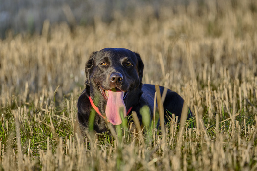 Black dog with tongue out sitting in a stubble field with a collar and leash.