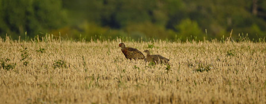 Two wild turkeys walking through a harvested grain field with forest in the background.