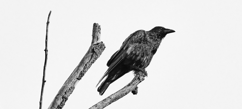 Black and white photograph of a perched bird on lichen-covered branches against a light background.