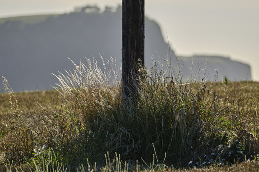 Weathered wooden fence post surrounded by wild grasses and vegetation with blurred mountains in the background.