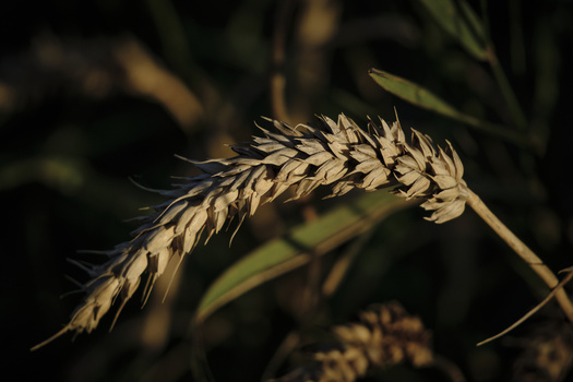 Close-up of a drooping grain head with detailed texture against a blurred dark background.
