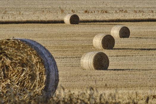 Hay bales arranged diagonally across a harvested grain field, with one round bale in foreground.