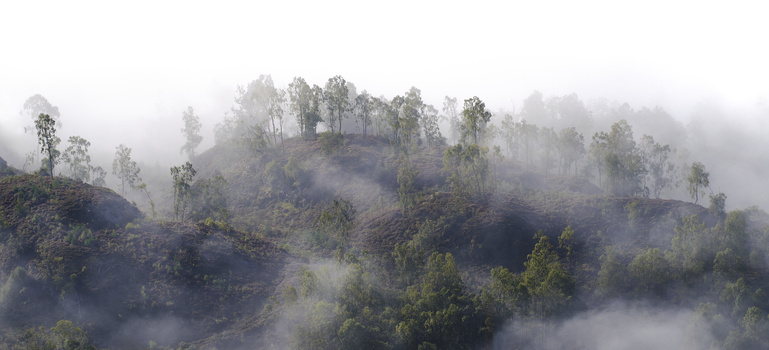 Misty forested hillside with scattered trees emerging through dense fog layers.