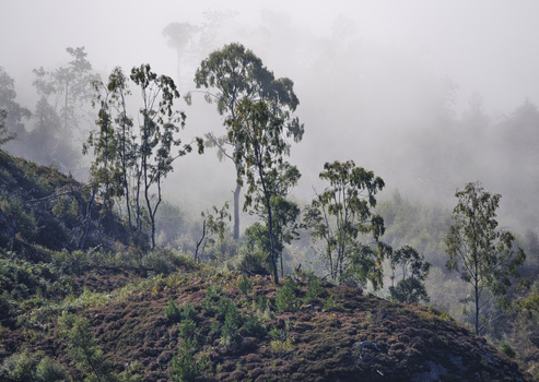 Tall eucalyptus trees on a misty hillside with dense forest in the background.