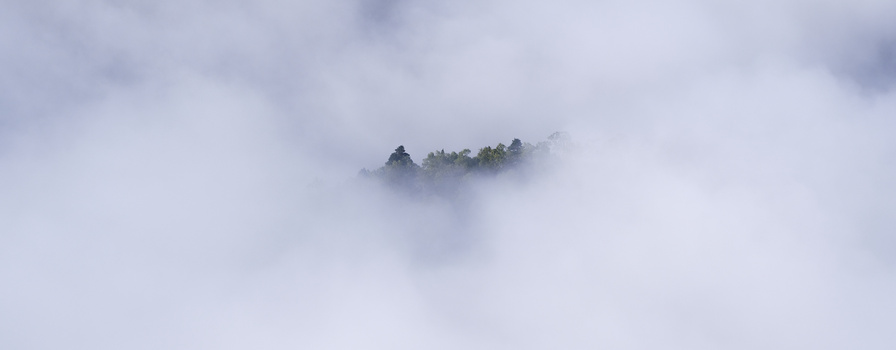 Evergreen trees on a forested ridge partially obscured by thick clouds and mist.