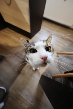 White and tabby cat looking directly at camera with wide eyes and open mouth on wooden floor.