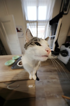 Tabby and white cat sitting on a wooden desk, looking toward the camera with a direct gaze.