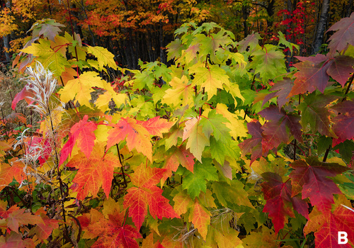 Vibrant maple tree foliage displaying red, orange, yellow, and green leaves during peak autumn colors.