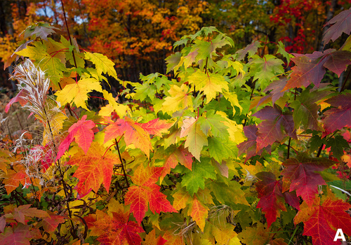 Maple leaves in vibrant autumn colors ranging from yellow and green to orange, red, and burgundy.