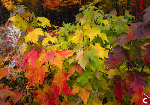 Vibrant maple leaves in red, orange, and yellow hues transitioning through autumn foliage.