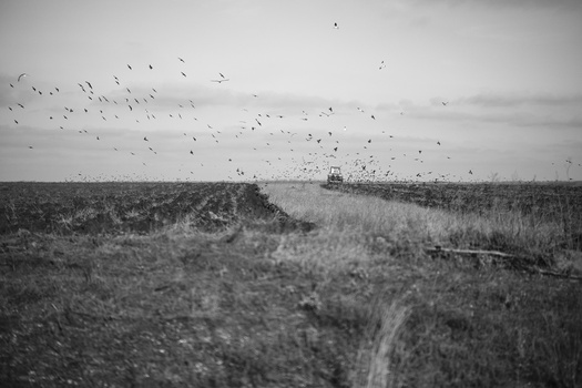 Tractor plowing a vast field with a flock of birds flying overhead in a monochromatic landscape.