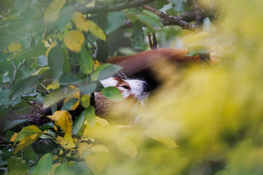Bird partially obscured by yellow flowering branches, with soft bokeh foreground and background.